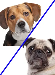 Beagle and Pug mix