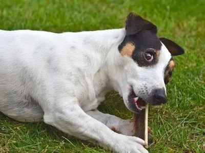Brindle Jack Russell Terrier chewing a bone
