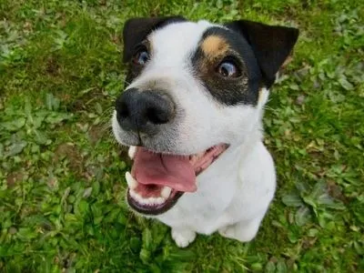 Close up photo of Jack Russell Terrier in the yard