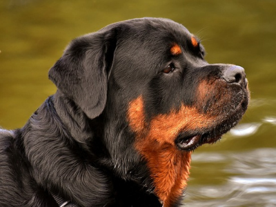 Rottweiler swimming in a pond