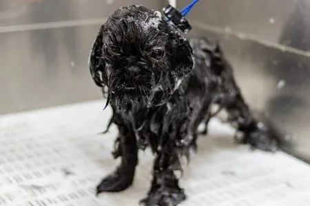 Dog being bathed in detangler shampoo