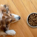 dog lying next to food