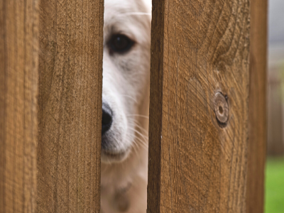 Puppy peeking through fence