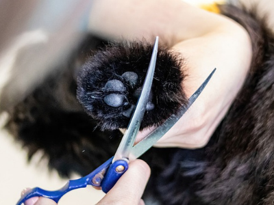 Groomer trimming dog's paws