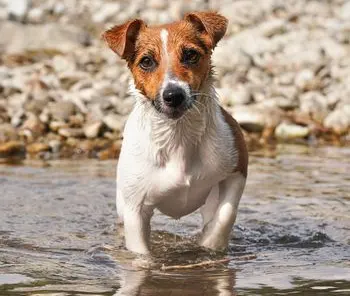 Terrier Approaching Water