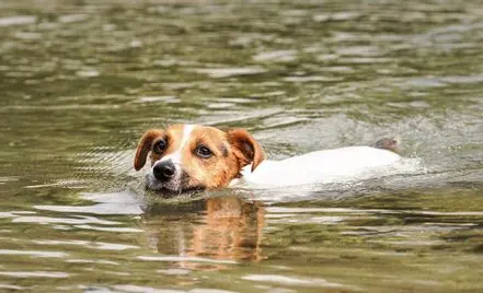 Terrier Swimming in a lake