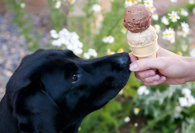 Can chocolate Ice cream kill dogs