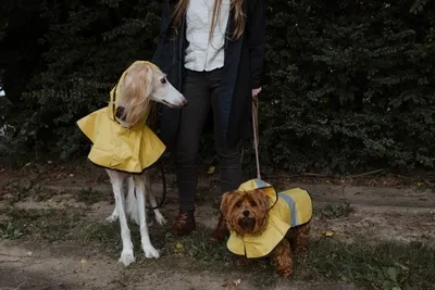 How to make a DIY dog raincoat on a budget