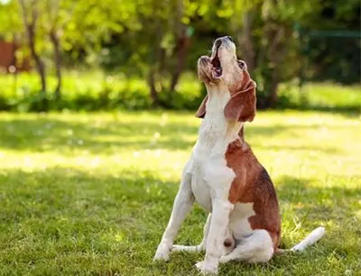Beagle barking