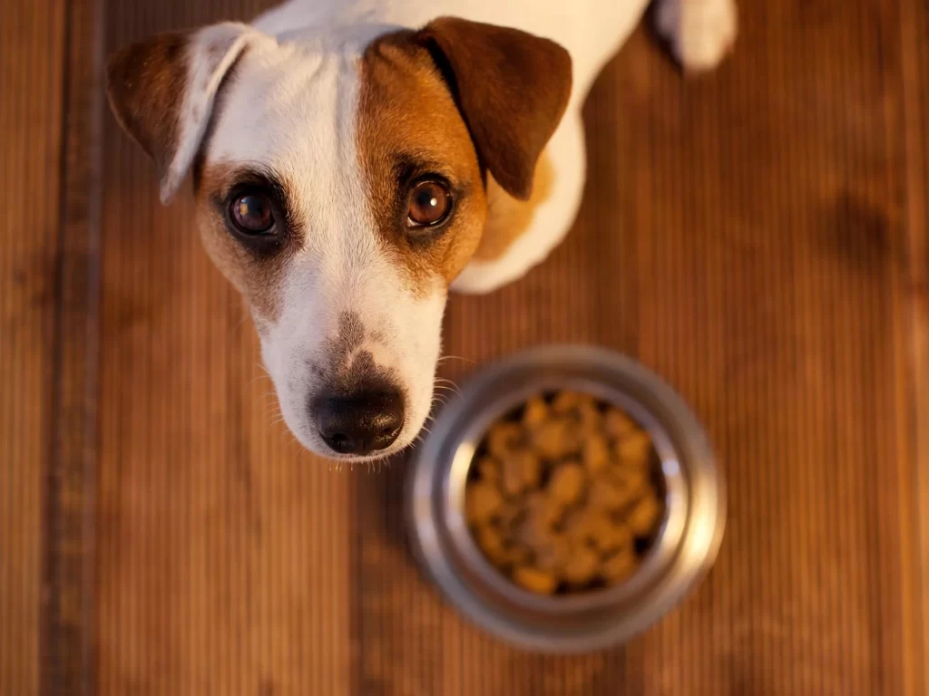 Use safe food prep practices when making homemade dog food.
