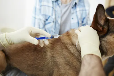 Dog being injected with a sedative