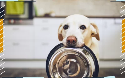 Many dogs will eat anything, but some dogs need to eat softened kibble.