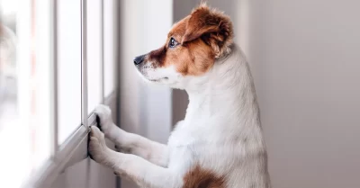 Dogs often suffer from separation anxiety