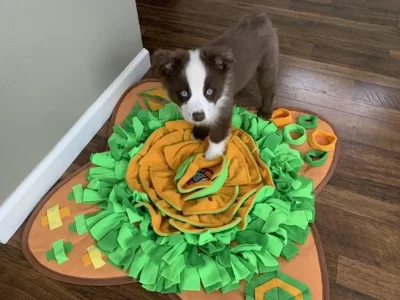 How To Make A Fun And Functional Dog Puzzle Mat