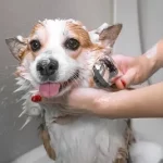 How long does dog shampoo last