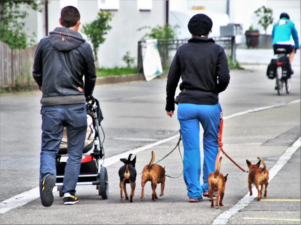 Walking dogs with a stroller