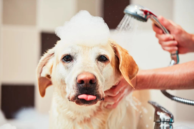 Shampoo on dogs