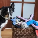 How to teach dog to put toys away