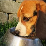 Dogs need healthy kibble to thrive