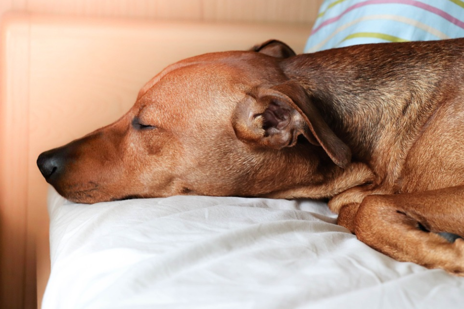 Dogs feel safe and comfortable in a clean bed.