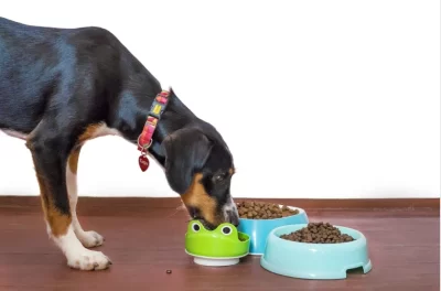 Some dogs need softer kibble due to age or dental issues