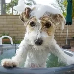How to make whitening dog shampoo