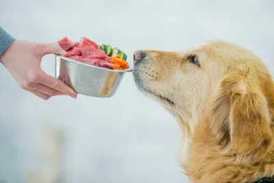 Dog food quality impacts how hungry they are after meals.