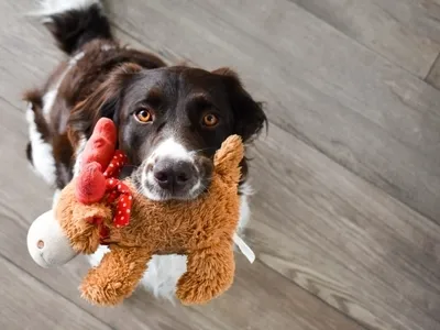 Train your dog to drop a toy