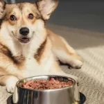 How To Turn Dry Dog Food Into Wet Food