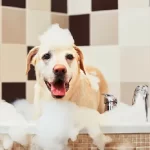 How Much Tea Tree Oil To Add To Dog Shampoo