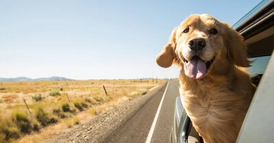 dogs love to travel in the car
