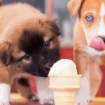 How much chocolate ice cream will kill a dog