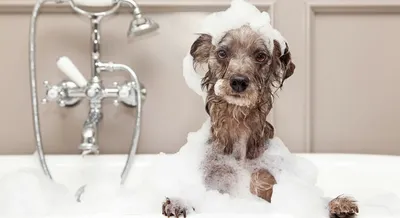 Coconut oil helps soften and sooth dog's skin