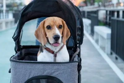 A dog stroller keeps a dog safe