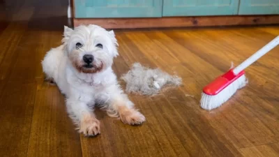 Getting Rid Of Dog Hair In The Whole House