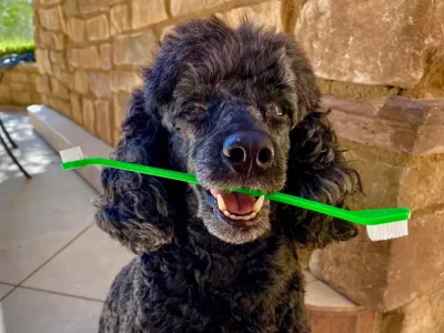 Dog holding a dog toothbrush