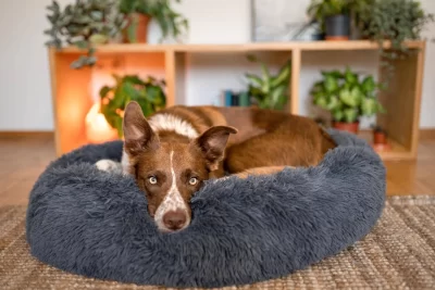 A calming dog bed is cuddly