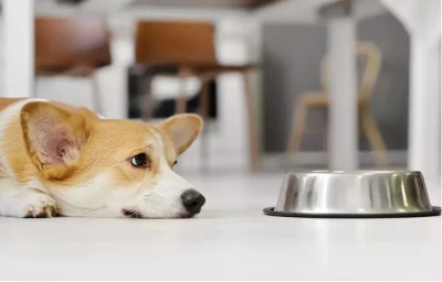 How To Measure Dog Food Portions