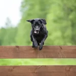 Dog-Jumps-Over-Fence