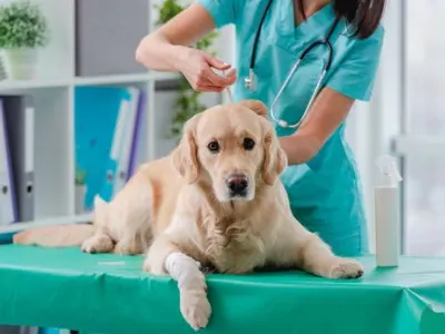 Dog being injected