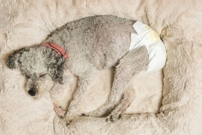 How To Make Dog Diapers Stay On