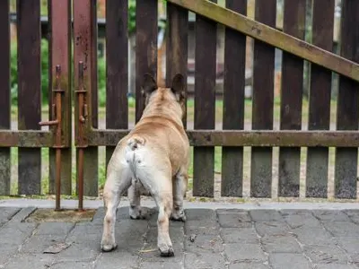 Dog looking outside the gates