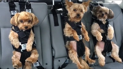 dogs in car seats