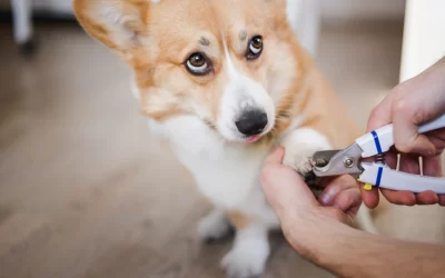 How does dog nail clippers work?