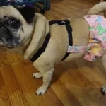 How To Make Dog Diapers Stay On