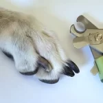 How To Sharpen Dog Nail Clipper Blades