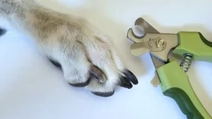 How To Sharpen Dog Nail Clipper Blades