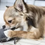 How To Teach Dog Not To Destroy Toys