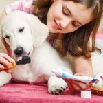 How Much Human Toothpaste Is Bad For Dogs