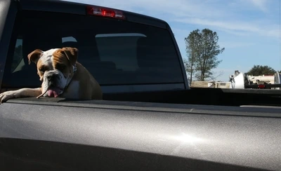 The Best Way To Get Your Dog To Feel At Home In The Truck Bed